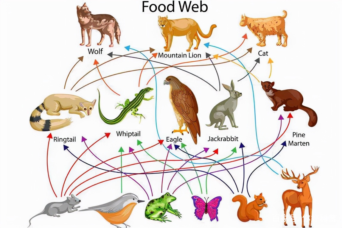最新食物链研究揭示的生态影响分析