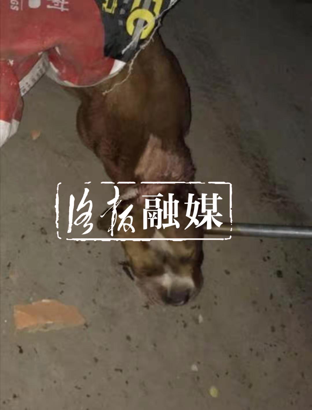 斯塔福犬最新消息更新报告汇集合集资讯